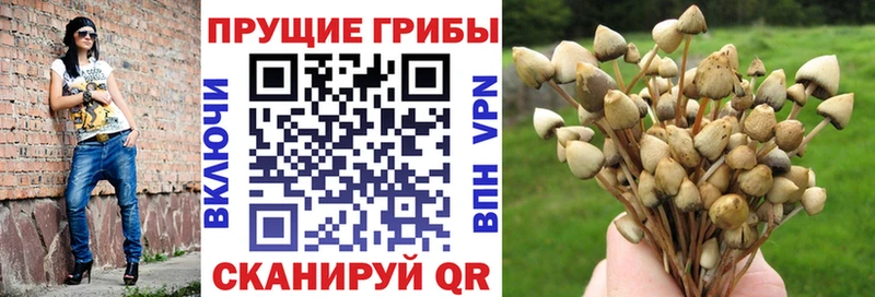 Псилоцибиновые грибы Psilocybine cubensis Чердынь
